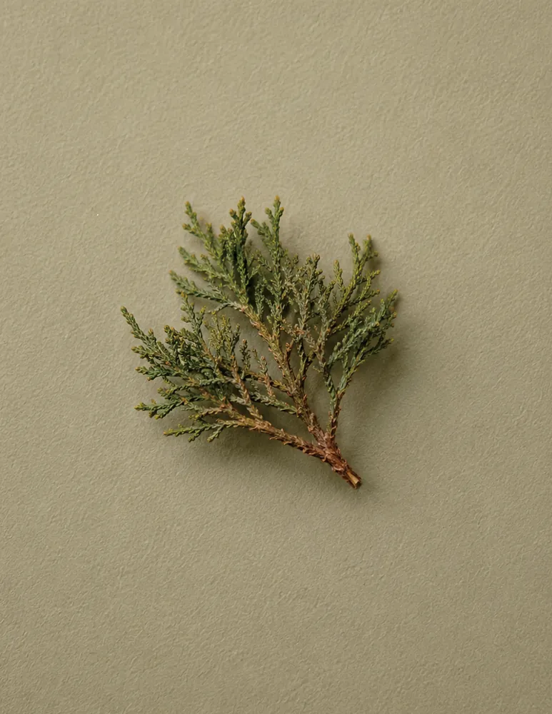 A sprig of cedar on a sage-green ground.
